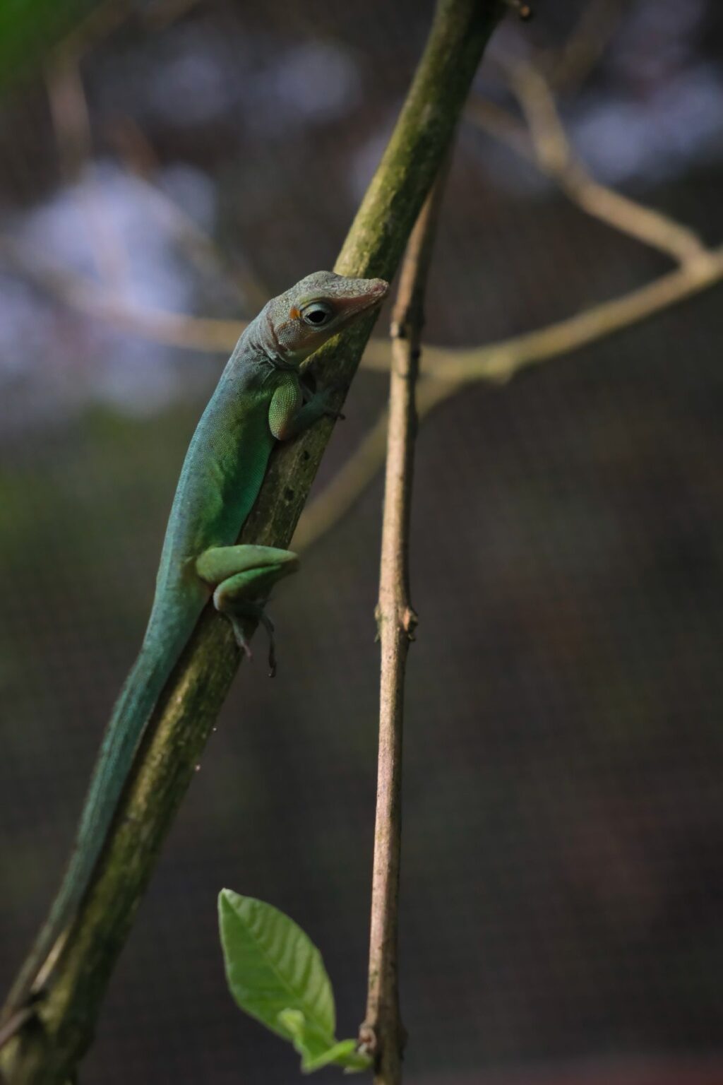 Anolis verde subido a una rama de árbol