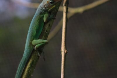 Anolis verde subido a una rama de árbol