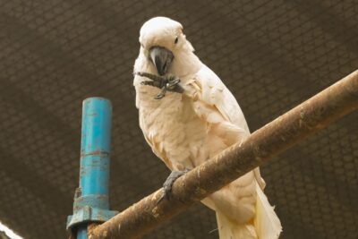 Cacatúa blanca posada en una percha