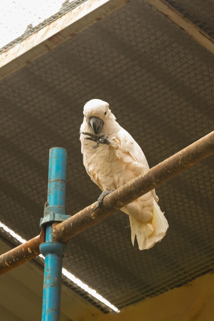 Cacatúa blanca posada en una percha