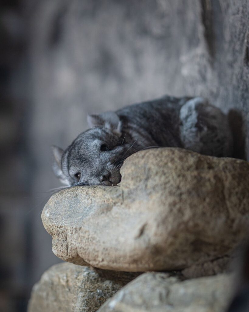 Chinchilla gris acurrucada sobre una roca