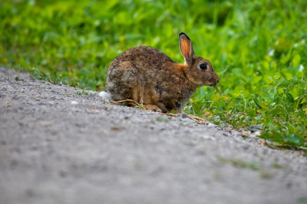 Conejo comiendo hierba junto a un camino