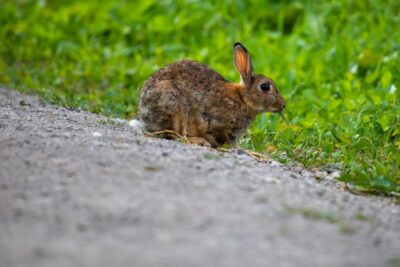 Conejo comiendo hierba junto a un camino