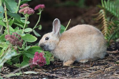 Conejo olfateando flores moradas en un jardín