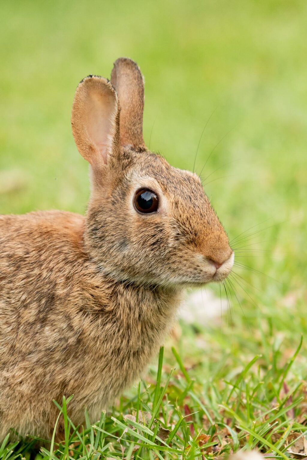Conejo silvestre en primer plano entre la hierba