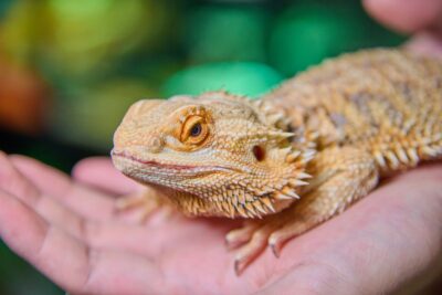 Dragón barbudo relajado sobre la mano de su cuidador