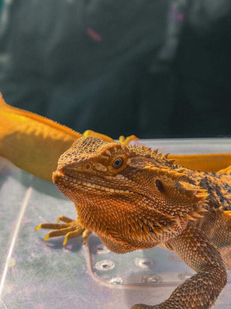 Dragón barbudo mirando de frente, lenguaje corporal