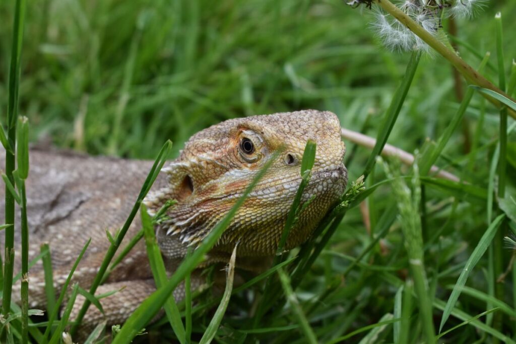Dragón barbudo entre la hierba
