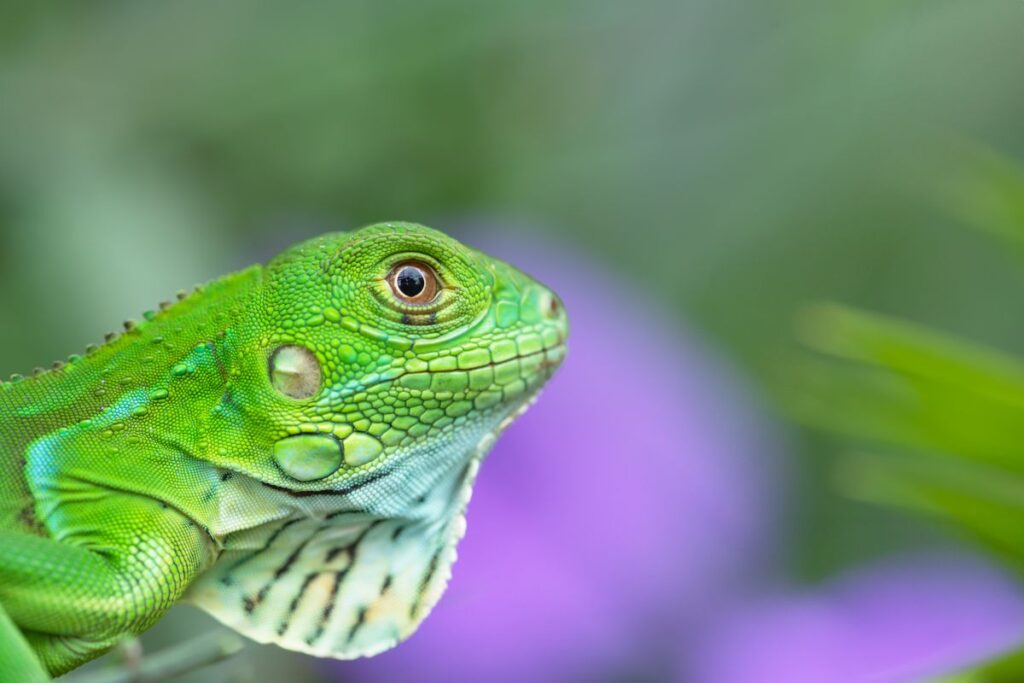 Primer plano del ojo de una iguana verde