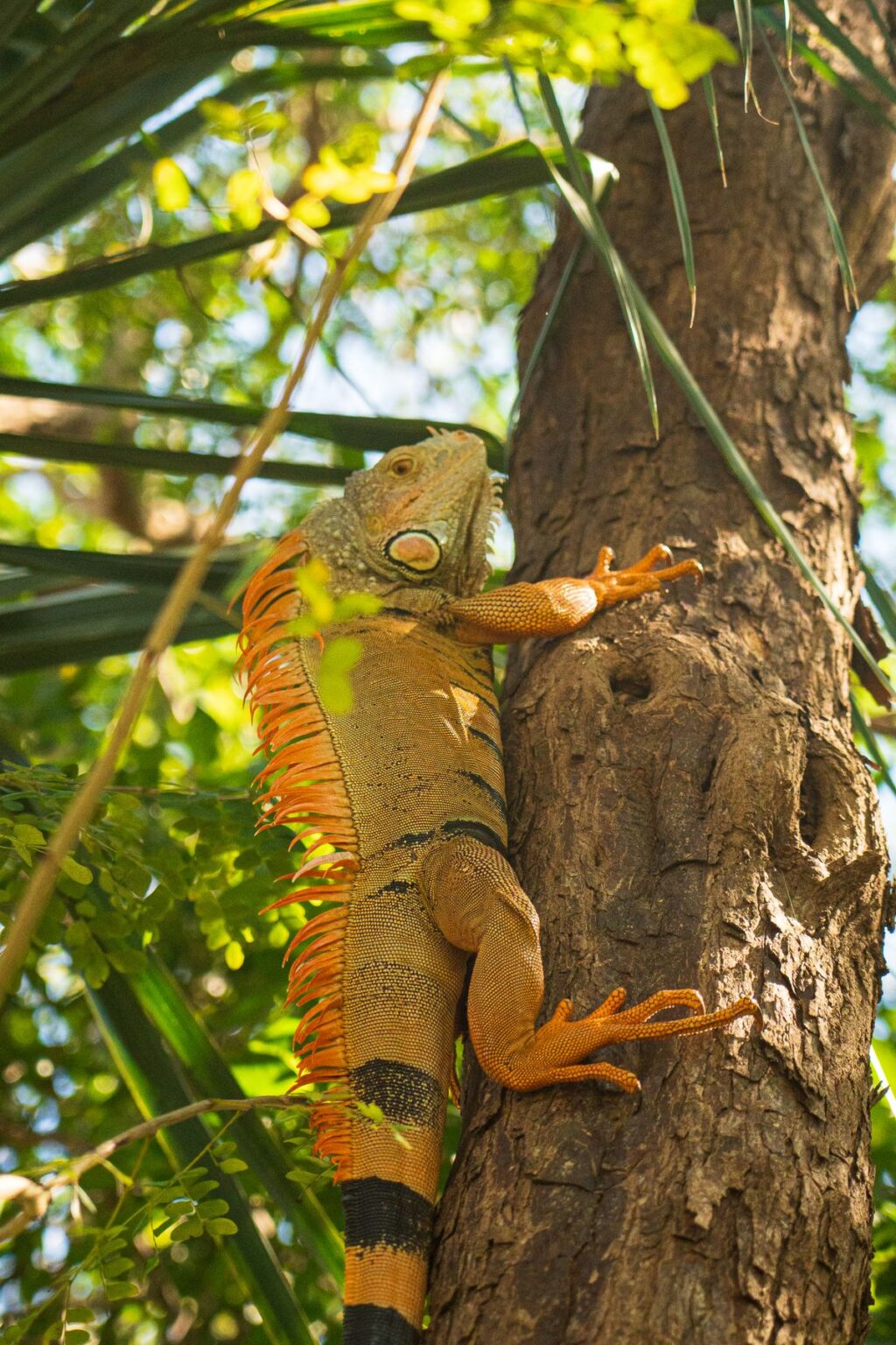 Iguana verde trepando el tronco de un árbol agarrada con las uñas