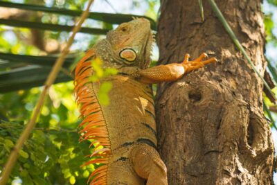 Iguana verde trepando el tronco de un árbol agarrada con las uñas