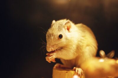 Jerbo comiendo sujetando comida con las patas