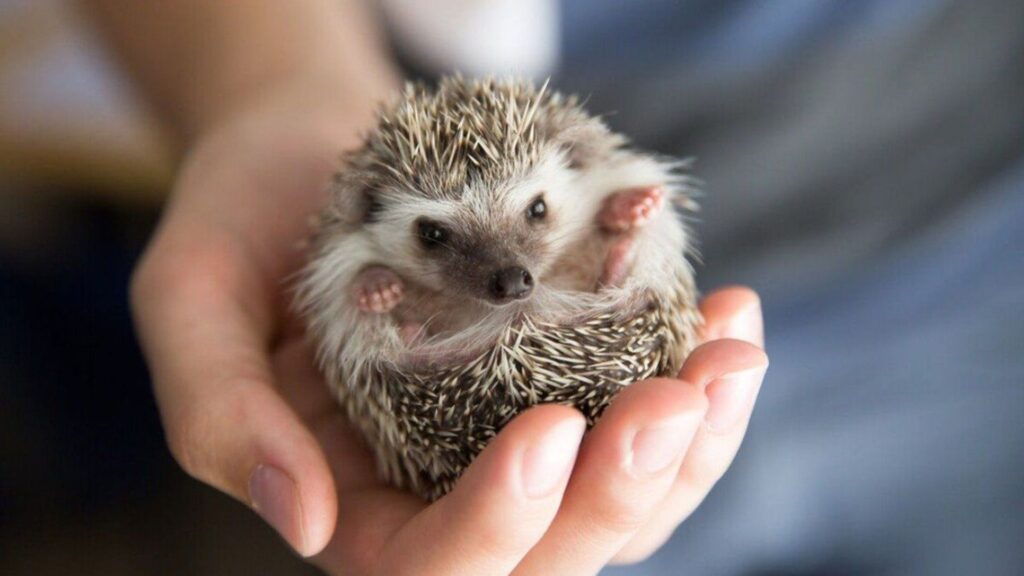 Creando el hábitat perfecto para tu mascota exótica