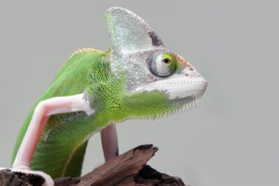 cuidar adecuadamente a tu mascota exótica