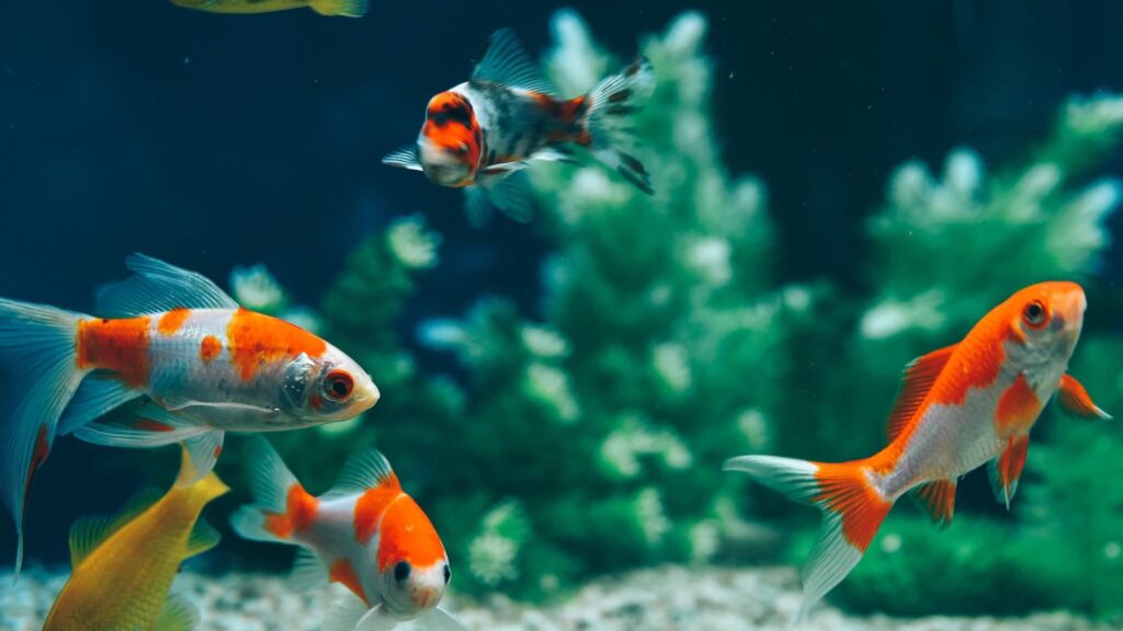 Acuarios bien equipados para peces tropicales y marinos