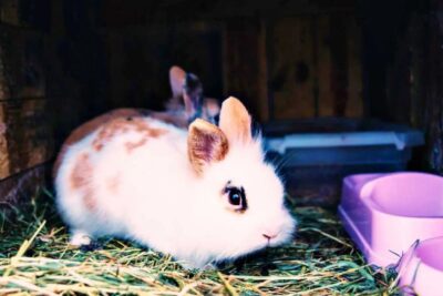 Trucos para enriquecer el ambiente de tu mascota exótica