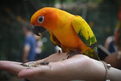 Consejos indispensables para el bienestar de tu mascota exótica