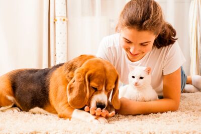 Rutina de cuidados diarios para mantener a tu mascota saludable