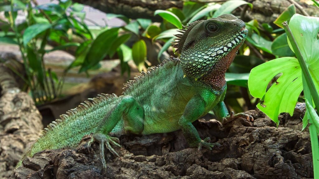 Mejores plantas y decoraciones para el hábitat de tu mascota