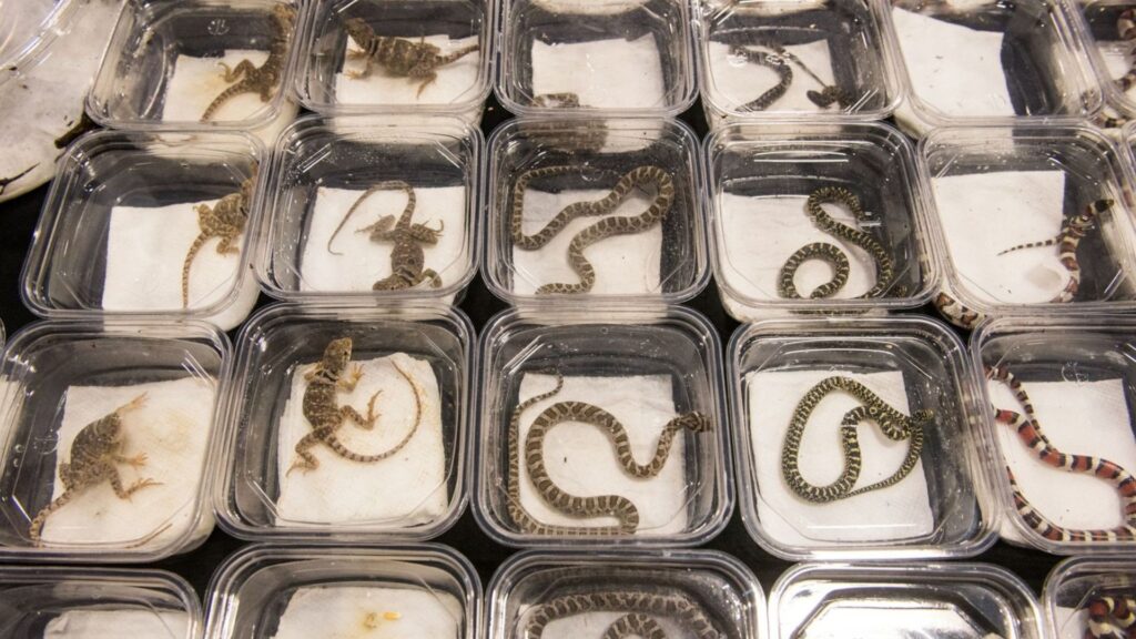 Organización de espacios para facilitar el cuidado de tu mascota exótica