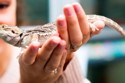 Consejos para fotografíar a tu mascota exótica como un profesional