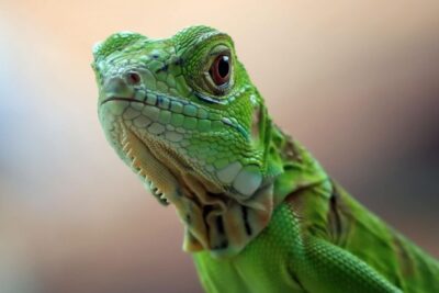 Cómo prevenir enfermedades comunes en mascotas exóticas