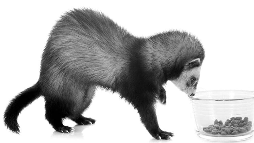 El papel de la alimentación en los cuidados de mascotas exóticas