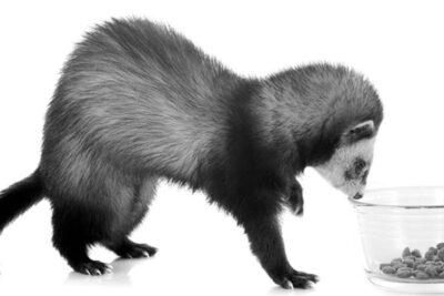El papel de la alimentación en los cuidados de mascotas exóticas