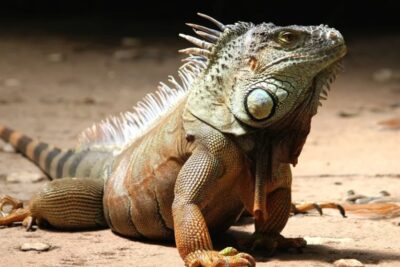 Cuidados especiales según la especie de tu mascota exótica