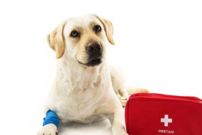 Guía de primeros auxilios para emergencias con mascotas poco comunes