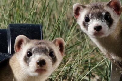 Cómo detectar signos de enfermedad en mascotas exóticas