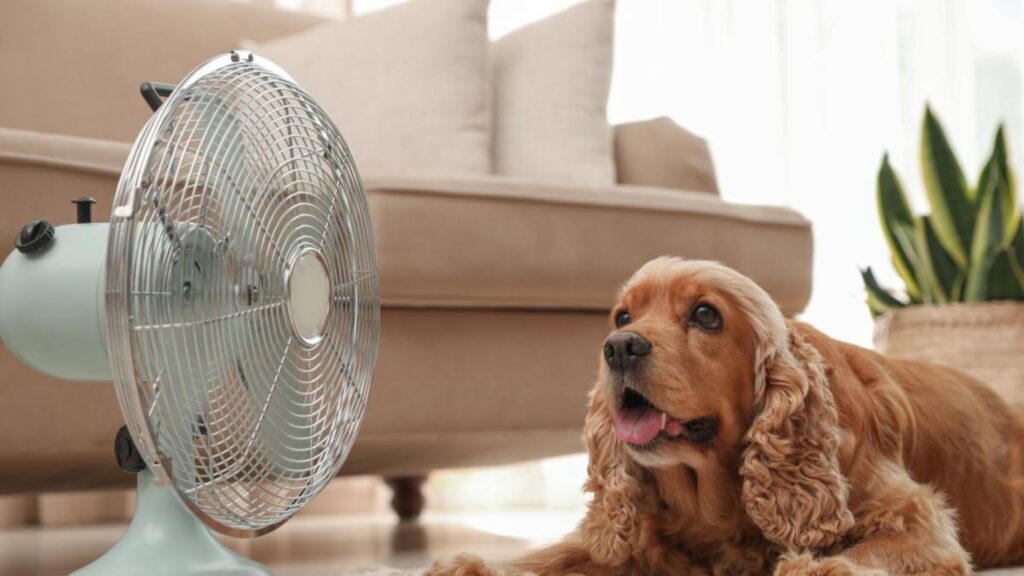 Climatización adecuada para garantizar el confort de tu mascota