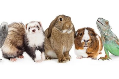 Manejo seguro de mascotas exóticas para evitar accidentes