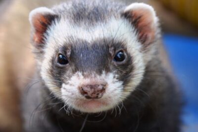 Consejos para introducir una nueva mascota exótica a tu hogar