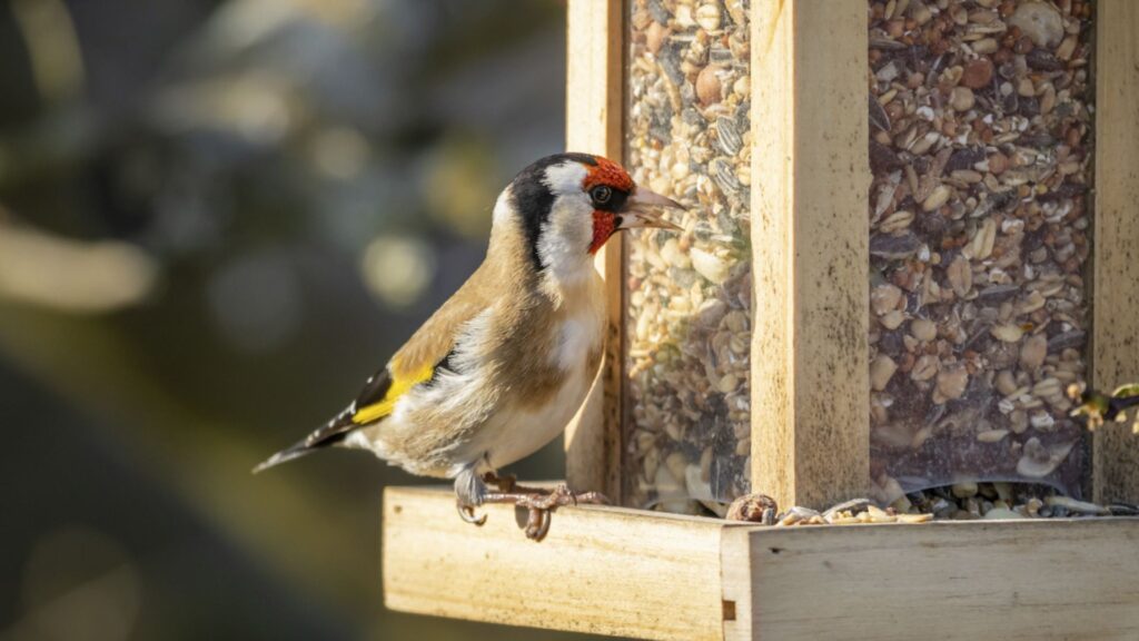 Aspectos a considerar al construir un aviario para aves exóticas
