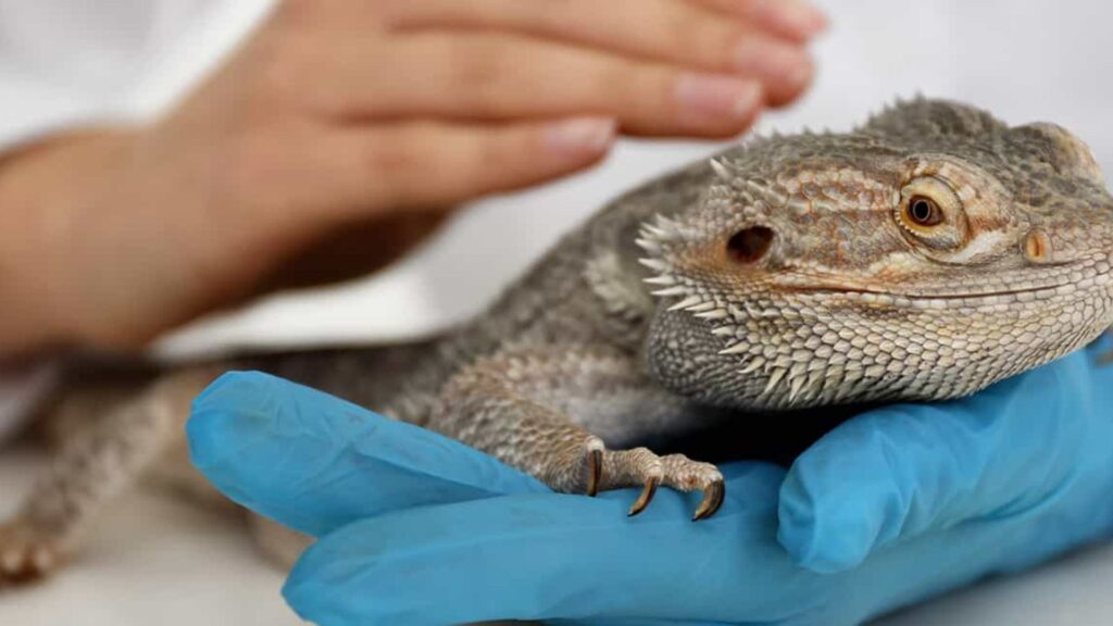 Atención veterinaria especializada para mascotas poco convencionales