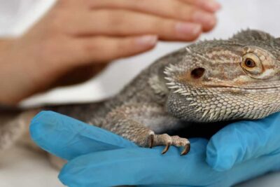 Atención veterinaria especializada para mascotas poco convencionales