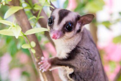 Aspectos clave del manejo del estrés en mascotas exóticas