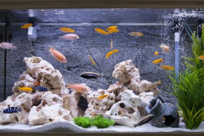 Mantenimiento adecuado del filtro en el acuario de tu mascota