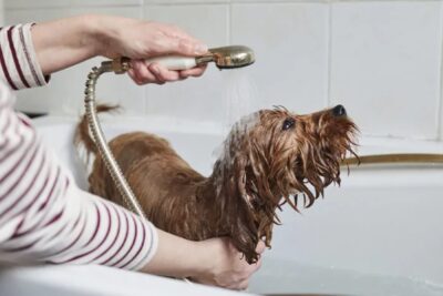 Baño y aseo: pautas para mantener la higiene de tu mascota
