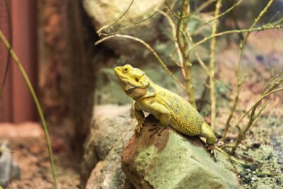 El arte del paisajismo en el terrario de tu reptil o anfibio