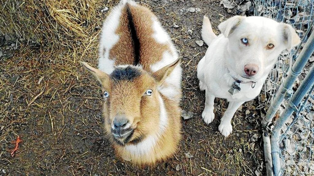 Exóticos amigos: cómo presentar a tu mascota con otros animales