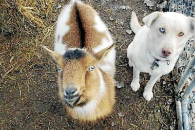 Exóticos amigos: cómo presentar a tu mascota con otros animales