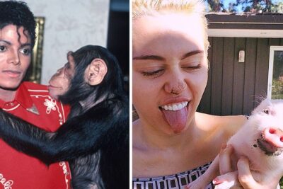 Historias fascinantes de mascotas exóticas famosas en redes sociales