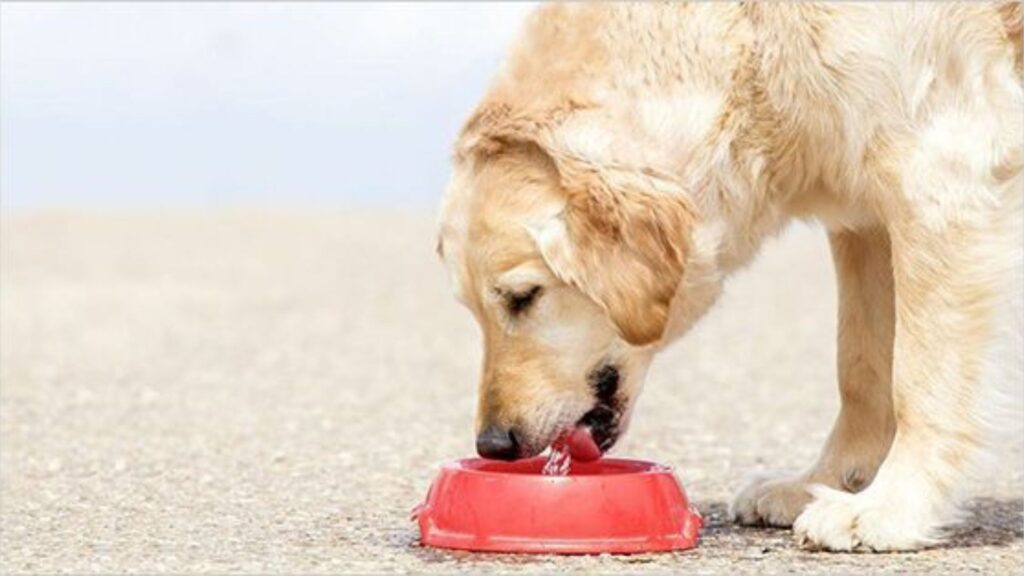 Alimentación adecuada para promover la salud digestiva de tu mascota