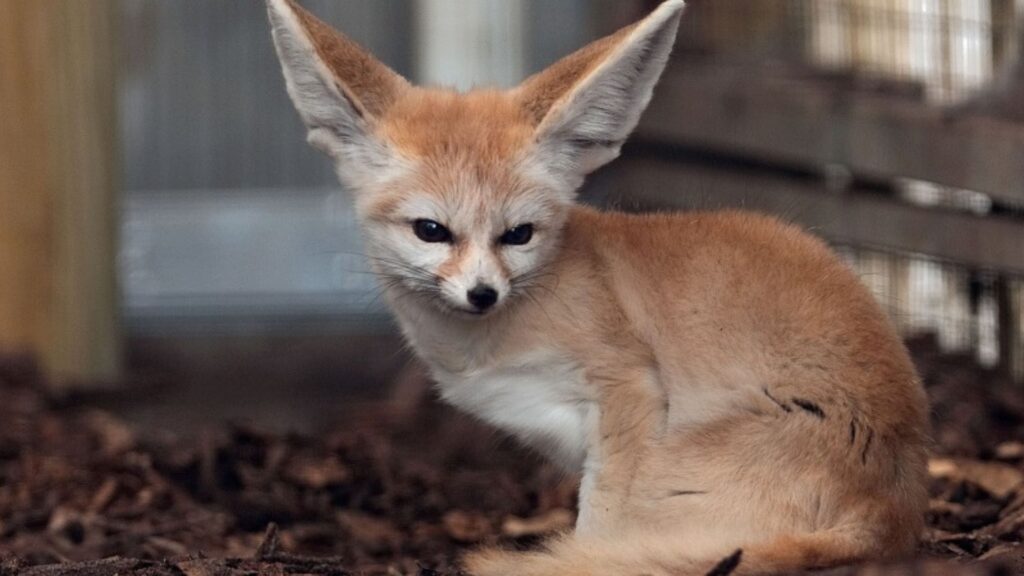 Cómo cuidar una mascota exótica y no fallar en el intento