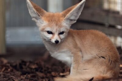 Cómo cuidar una mascota exótica y no fallar en el intento