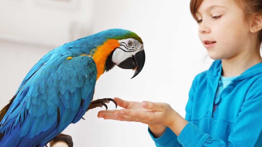 Cómo cuidar una mascota exótica y no fallar en el intento